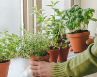 As 3 plantas que todo mundo deveria cultivar perto do fogão