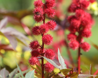 Não existe antídoto para o veneno. Ela cresce na Polônia e é 6.000 vezes mais potente que o cianeto