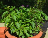 Ainda não tem hortelã na horta? 4 motivos além do uso na cozinha para plantá-la no seu jardim