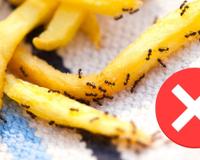 Com quantos anos você descobriu que juntar esses dois ingredientes afastam baratas e formigas?