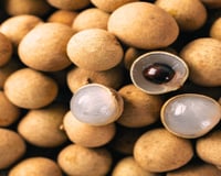 A fruta asiática conhecida como "olho de dragão" que está despertando o interessante dos agricultores brasileiros: tem sabor que lembra mel e potencial para ser a novidade do mercado