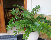 Zamioculcas: como cuidar, plantar, tirar muda, regar do jeito certo e os principais problemas que você pode passar