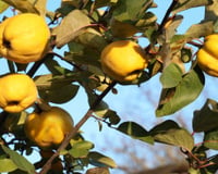 A árvore frutífera que já foi muito cultivada e consumida no Brasil, mas hoje é muito rara: serve para o preparo de um doce clássico que marcou a infância de muitos