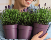Essa é a minha planta favorita para ter na varanda do apartamento porque floresce o ano todo e não atrai mosquitos!