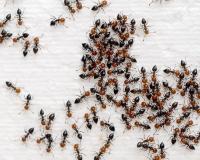 Bora saindo! Mulher viraliza após usar truque inusitado para expulsar formigas do açúcar, mas qual a explicação?!
