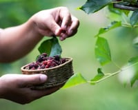 O fruto esquecido e rico em vitamina C: um aliado para o coração, olhos e a pressão arterial