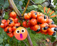 Guaraná muito além da energia: cientistas brasileiros veem na planta benefícios para a nossa saúde mental