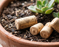 Colocar rolhas no vaso das plantas e no canteiro: para que serve e por que é recomendado