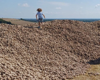 Um agricultor doa 500 toneladas de batatas para evitar que apodreçam, transformando seu campo em um local de peregrinação para necessitados e oportunistas