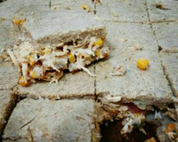 Torta integral de liquidificador