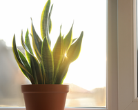 Sol demais nas plantas da sua casa pode ser ruim: veja o que fazer para protegê-las dos raios solares