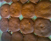 Biscoito de chocolate