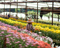 8 cidades floridas no Brasil para conhecer na primavera: é uma mais bonita do que a outra!