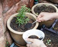 É por isso que você deve começar a espalhar sobras de pó de café no seu jardim imediatamente