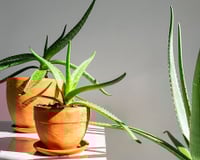 Fácil de cultivar, folha rica em fibras que ajuda no controle do açúcar no sangue cresce até dentro do apartamento