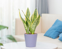 Poucos sabem, mas existe um motivo especial para ter uma planta língua-de-sogra em casa