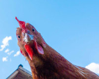 Criar quatro galinhas no quintal parecia uma boa ideia para garantir ovos fresquinhos. Mas a gripe aviária pode mudar tudo.