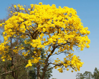 Os beija-flores visitam todos os dias desde que plantei essa árvore na calçada: é muito resistente e tem flores lindas!