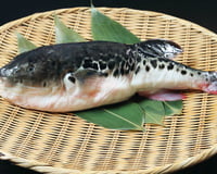 Cuidado ao comer: veja 8 alimentos perigosos (e até mortais!) de acordo com o preparo e consumo