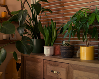 Decore a sua casa com essas plantas para o Ano-Novo se quiser mais prosperidade em 2025