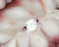 O peixe que faz parte da alimentação de muitos brasileiros por ser barato, mas poucos sabem os cuidados que se deve ter ao consumi-lo