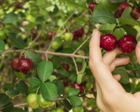 Você só precisa de 1 unidade dessa fruta para atingir a recomendação diária de vitamina C