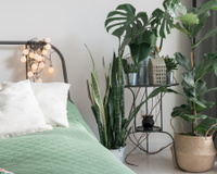 Melhoram o sono e reduzem o estresse: 5 plantas que você deveria ter no quarto (com dicas de como cuidar delas!)