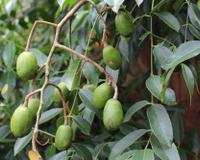 Essa fruta bem docinha que os brasileiros estão plantando tem mais benefícios do que você imagina