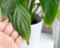 O que significam as pontas das folhas marrons e secas, segundo um especialista em plantas