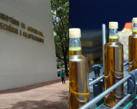 Ministério da Agricultura apreende 6 mil garradas de azeite de oliva adulteradas; saiba como identificar se o produto é falsificado