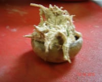 Cogumelos gigantes recheados com carne seca e abóbora