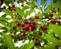 Como plantar caroços de cereja para ter sua própria cerejeira frutífera em casa