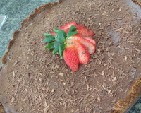 Torta mousse de chocolate com chantilly