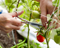 Os vegetais que você não deve plantar ao lado de tomates para uma boa colheita: aprendi as proibidas na horta com um jardineiro