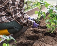 Os 3 vegetais para plantar a partir de 1º de novembro: crescem rápido, precisam de pouco espaço e podem ser colhidos no verão