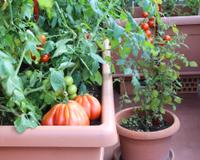 Nem feira, nem hortifruti: a nova tendência é plantar em casa; saiba como cultivar hortas em vasos