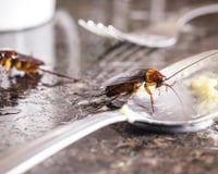 Por apenas 5 reais: um ingrediente mágico na sua cozinha que ajuda a eliminar baratas permanentemente
