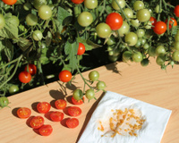 O que acontece se eu comer as sementes do tomate?