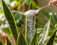 O truque do açúcar na espada-de-São-Jorge que os jardineiros não contam