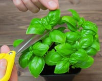 Como colher manjericão sem danificar a planta? Você pode estar fazendo errado e nem sabe disso