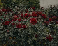 Como podar as rosas após a floração para que elas voltem a florescer de forma exuberante: a regra geral do jardineiro