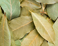 Xô, insetos: coloque folhas de louro no armário da cozinha e veja o que acontece com as formigas