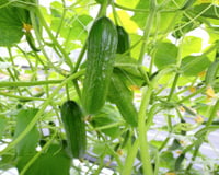 Os 3 vegetais para plantar a partir de 15 de outubro: são fáceis de cultivar e podem ser colhidos no verão