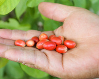 Fruta exótica de casca vermelha faz até limão ficar doce e quase ninguém conhece