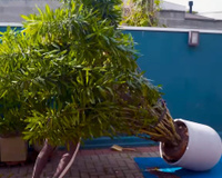 Carol Costa, jardineira: "Vou mostrar o passo a passo para trocar uma planta gigante de vaso"