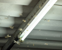 O que são os bichinhos de luz que aparecem nessa época do ano e como evitá-los em casa?