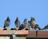Chega de pombos no telhado: este truque caseiro ajuda a afastar as aves de uma vez por todas