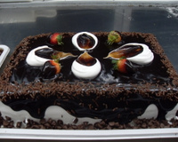 Cobertura especial para confeitaria fina