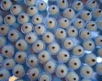 Docinho de leite ninho