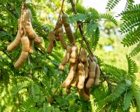 Árvore tropical e frutífera que muitos ignoram pode crescer com facilidade em qualquer quintal